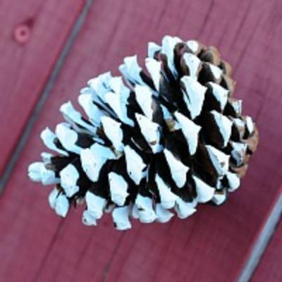 Frosted Ponderosa Cones - 2 Dozen Medium Size